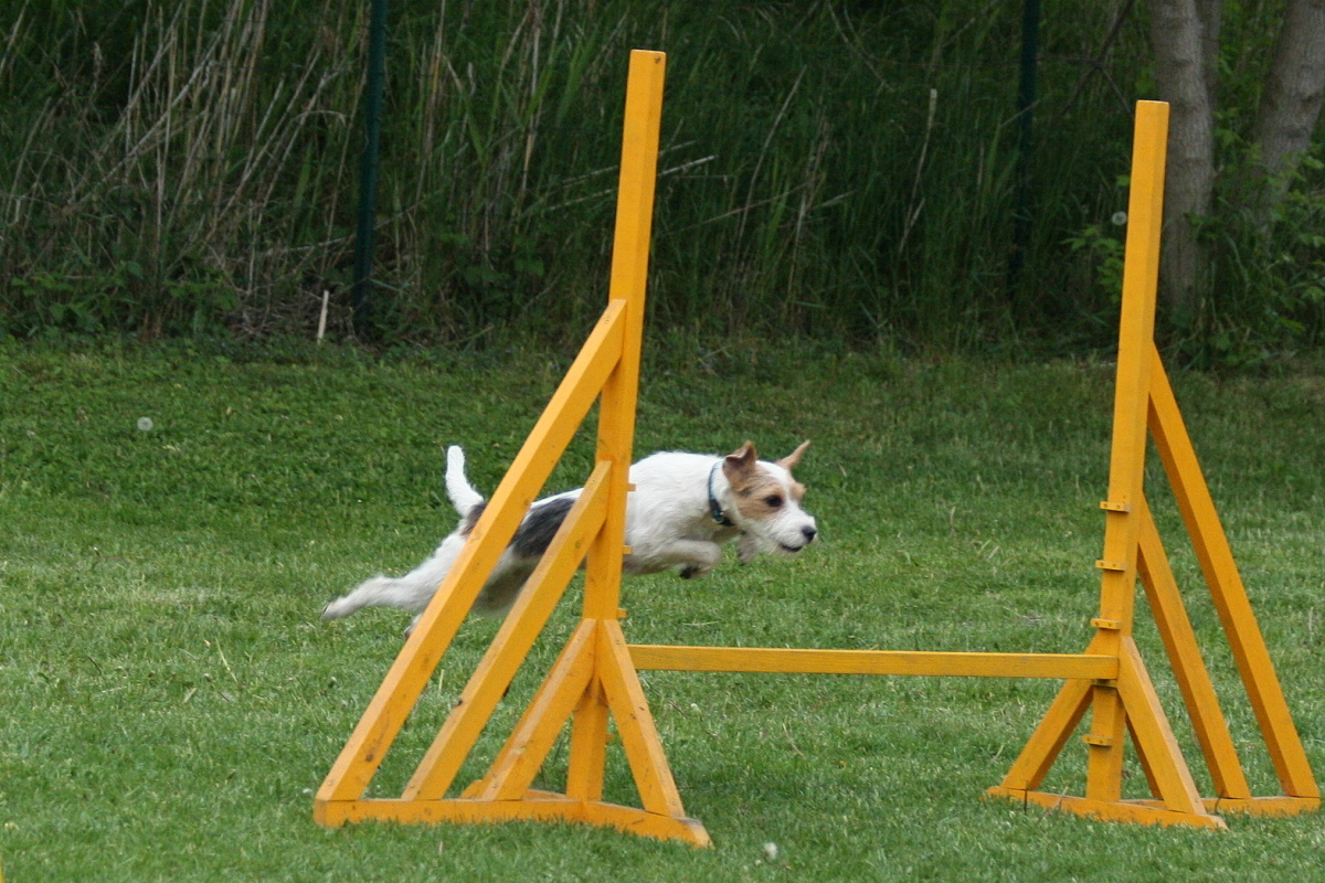 Trénink agility